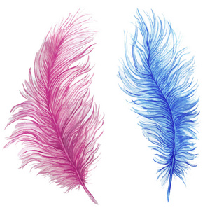 水彩绘画 羽毛 蓝色羽毛，粉红色的羽毛 组合模式 鸵鸟羽毛在白色的背景下，对图形和装饰