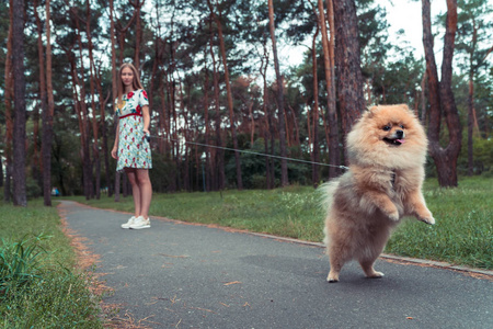 一个女孩走着一个公园，一只狗。博美犬施皮茨