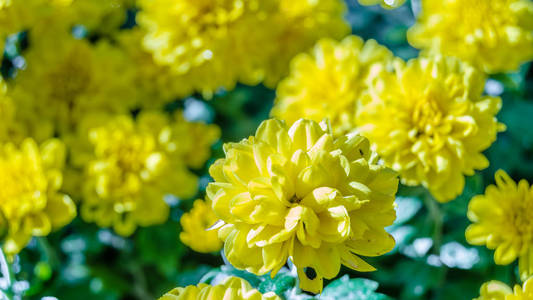 黄色菊花花