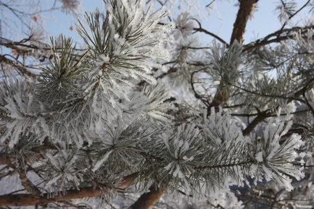 雪中的新年树。照片