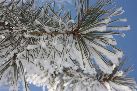 冬季的雪的概念。照片