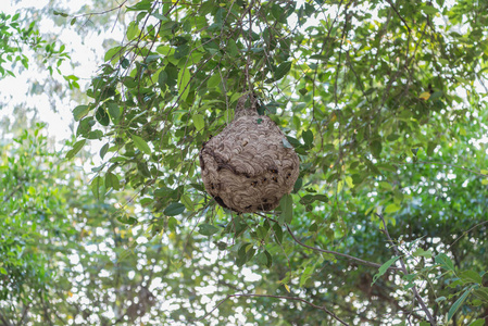 黄蜂 有害昆虫作为他们筑巢大黄蜂垂悬在树枝上