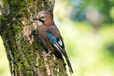 Garrulus glandarius 在树枝上