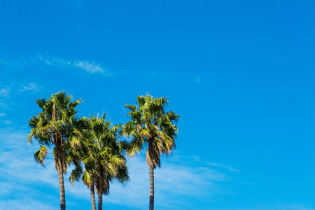 加利福尼亚蓝天下的棕榈树