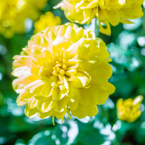 黄色菊花花