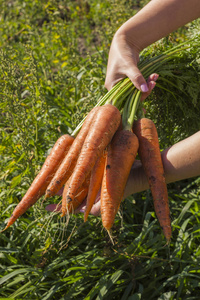 新鲜 香甜的胡萝卜。有机蔬菜。健康的食物