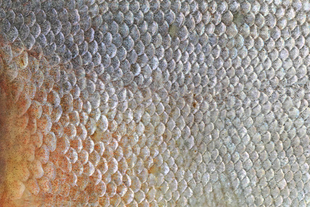 库帕帕库鱼的纹理照片