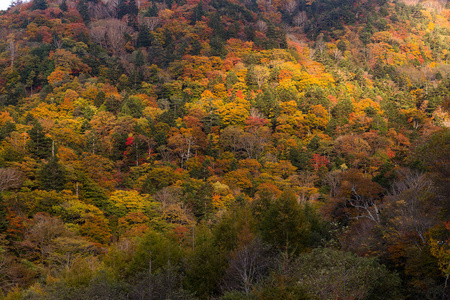 秋季彩林山