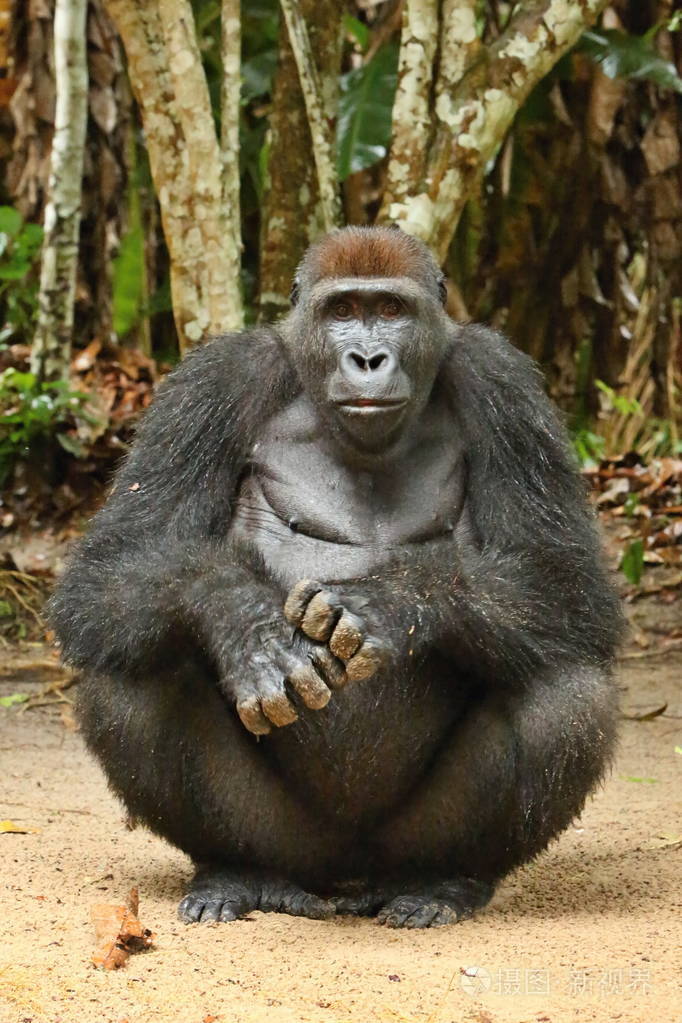 濒临灭绝的东部大猩猩在绿色草原银背雄性大猩猩白令ei珍稀非洲动物