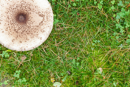在绿色草地上的匀称阳伞蘑菇