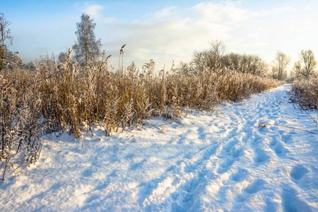 风景秀丽的冬天风景与雪在公园的路径和蓝天, 白色圣诞节概念