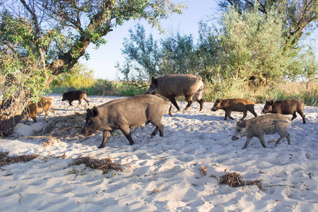 牛在海滩上野生猪家庭在沙滩沙滩上散步照片