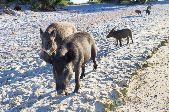在沙滩沿岸散步的野猪家族