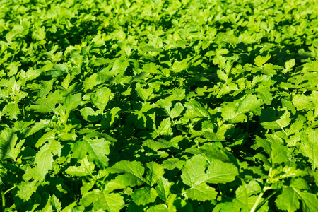 芥末的幼枝.绿叶的草本植物.带纹理的背景.花园菜园照片