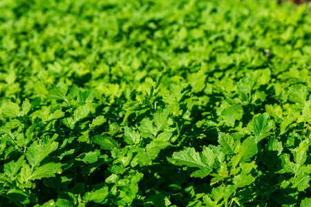 芥末的幼枝.绿叶的草本植物.带纹理的背景.花园菜园照片