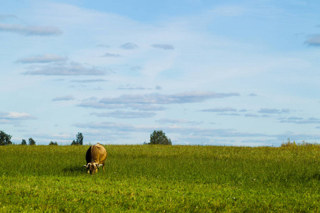 在晴朗的日子里, 奶牛在草地上吃草