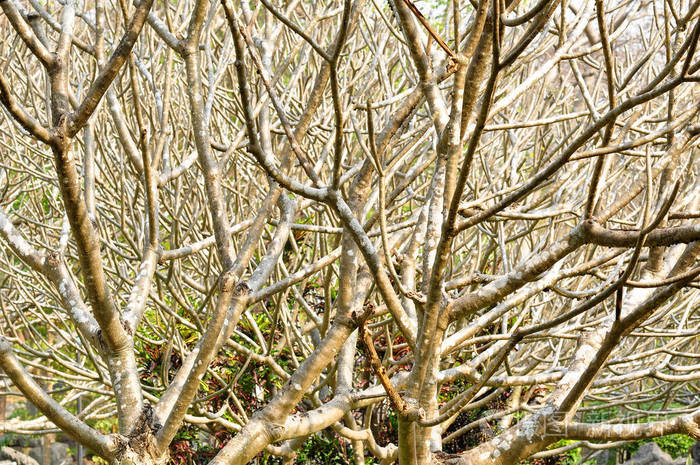 弗兰基帕尼树的分枝