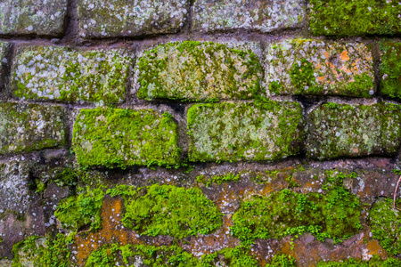 砖墙与苔藓和地衣