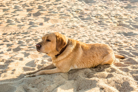 老黄狗，拉布拉多猎犬躺在海滩沙子靠近河，充满炎热 阳光明媚的夏天