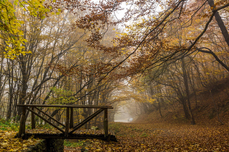 秋天风景与黄色树, vitosha 山, 保加利亚