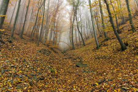 秋天风景与黄色树, vitosha 山, 保加利亚