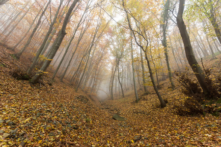 秋天风景与黄色树, vitosha 山, 保加利亚