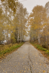 秋天风景与黄色树, vitosha 山, 保加利亚