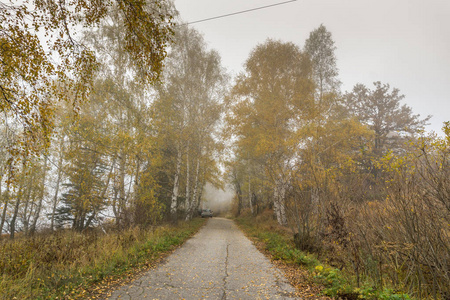 秋天风景与黄色树, vitosha 山, 保加利亚