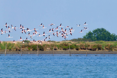 粉红色的火烈鸟群。大埔河泻湖