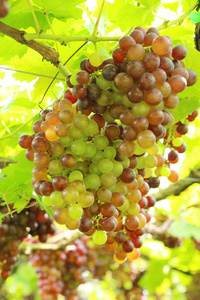 新鲜的葡萄，在与大自然的葡萄园