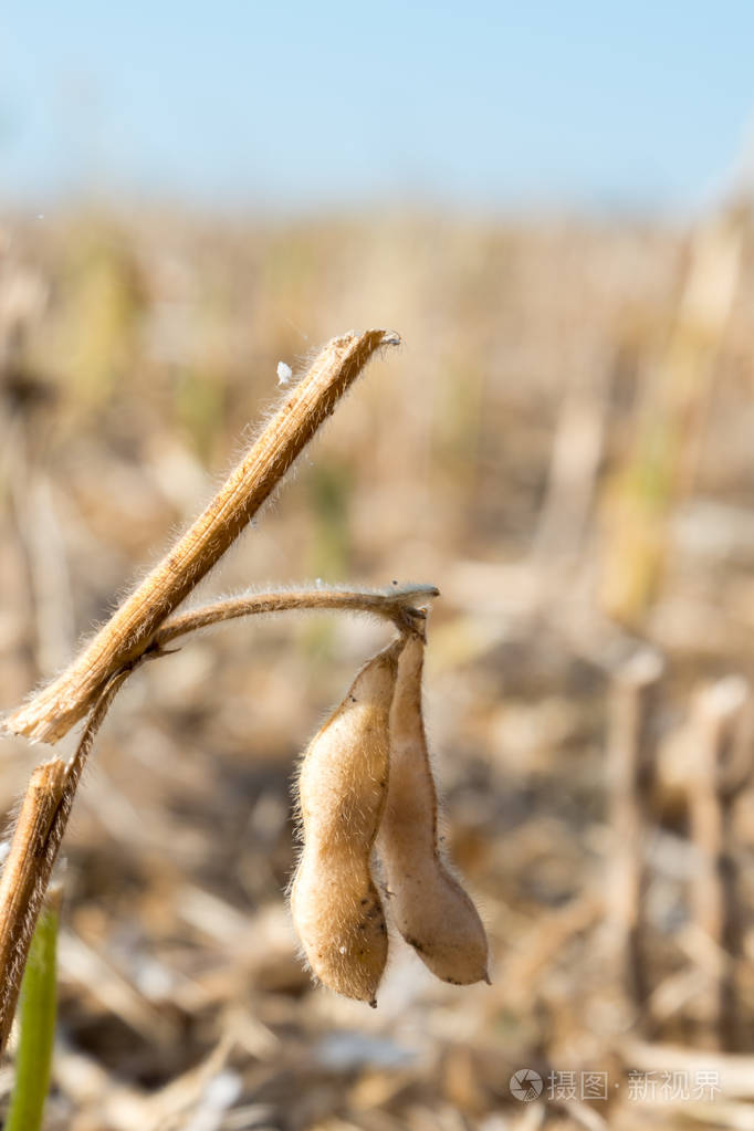 不收集的豆荚,熟大豆后收获技术
