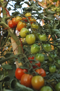 在厨房花园种植的西红柿图片