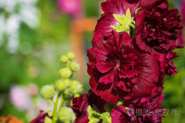 阳光灿烂的日子中紫葵