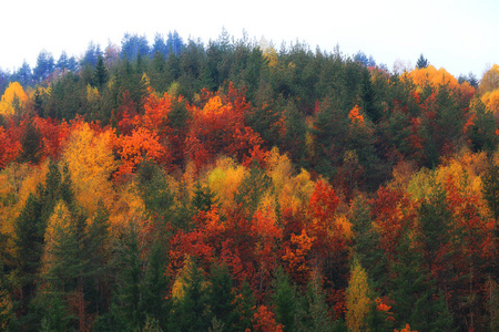 Rodopi 的秋天风景, 保加利亚。多彩秋季森林