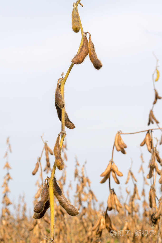 成熟有机栽培大豆豆荚特写镜头, 农作物