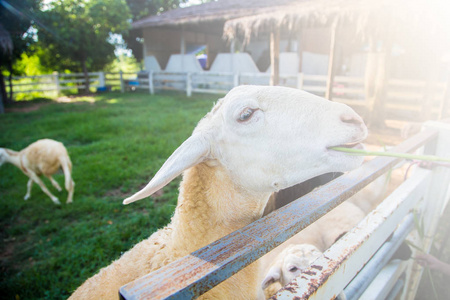 羊的肖像在农场户外, 泰国