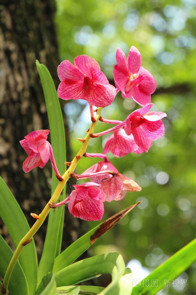 兰花花在美丽的大自然