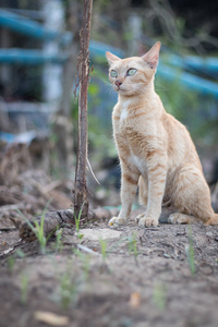 坐在花园里的猫