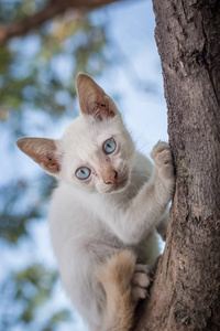 小猫在树上玩