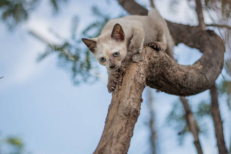 小猫在树上玩