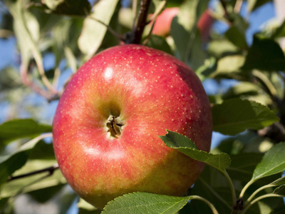 在秋天果园成熟苹果图片