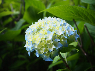 花园中的蓝色绣球花