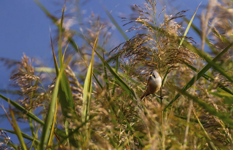 大胡子的 reedling，panurus biarmicus，在芦苇丛中