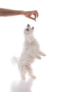 抱着跳跃的孤立的马耳他狗宠物治疗犬教练