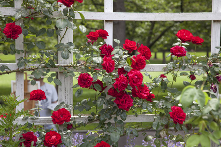 一朵盛开的红粉玫瑰花,带有淡淡的夏园背景日光下生长的温室玫瑰甜的