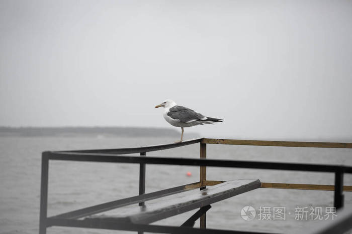 在码头上的海鸥