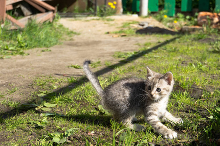 小花猫在外面玩耍