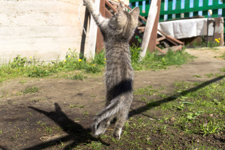 小花猫在外面玩耍