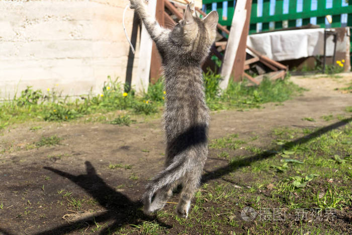 小花猫在外面玩耍