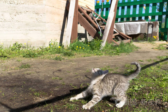 小花猫在外面玩耍